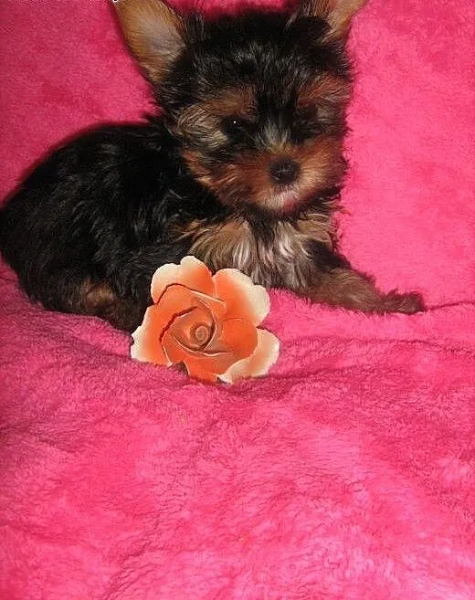 Yorkshire Terrier-sunia , dolnośląskie Środa Śląs