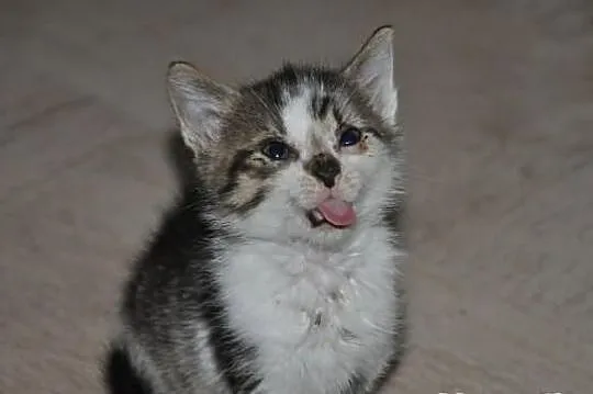 Muza- dwumiesięczna kocica o wyjątkowej urodzie cz