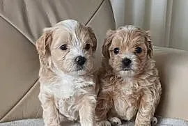 Śliczne Maltipoo F1