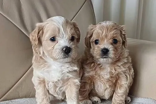 Śliczne Maltipoo F1, Małopolskie, Gorlice
