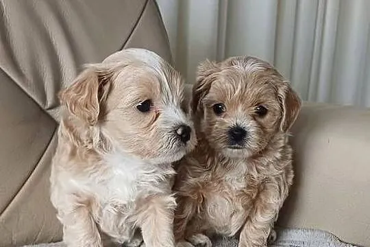 Śliczne Maltipoo F1, Małopolskie, Gorlice