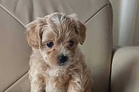 Śliczne Maltipoo F1, Małopolskie, Gorlice