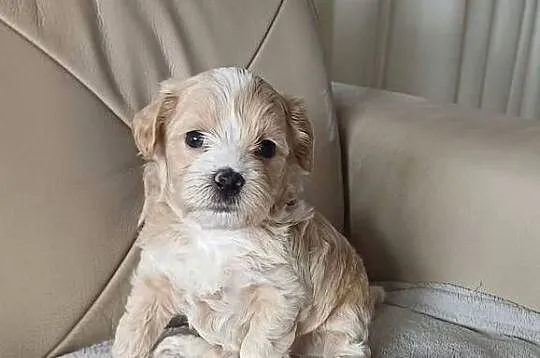 Śliczne Maltipoo F1, Małopolskie, Gorlice