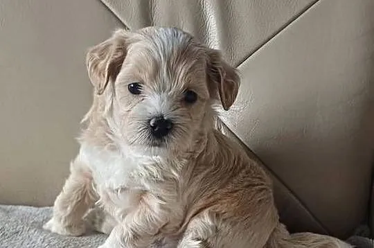 Śliczne Maltipoo F1, Małopolskie, Gorlice