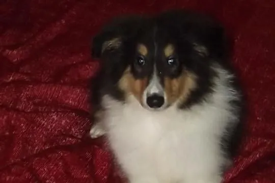 Owczarunio szkocki ;D