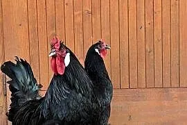 Jaja wylęgowe, duże La Flèche, białe diabły
