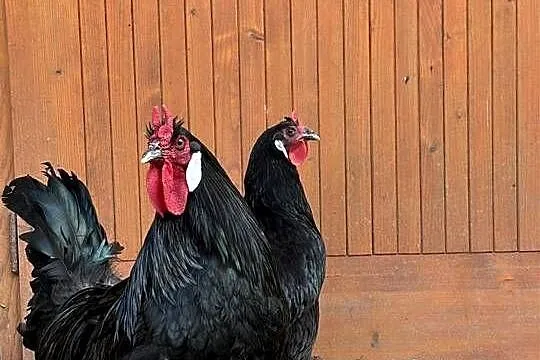 Jaja wylęgowe, duże La Flèche, białe diabły