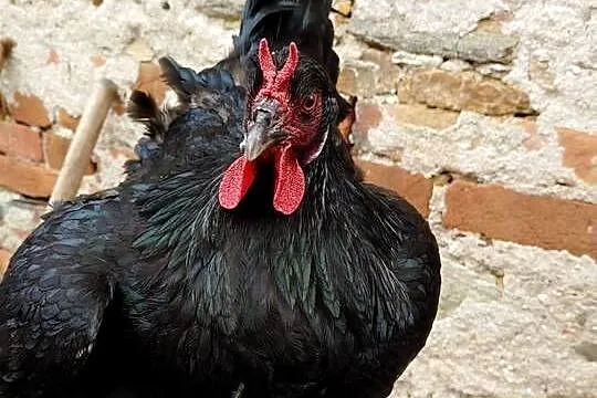 Jaja wylęgowe, duże La Flèche, białe diabły, Lubelskie, Kraśnik