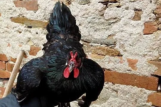 Jaja wylęgowe, duże La Flèche, białe diabły, Lubelskie, Kraśnik