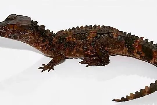Młode Kajmany Schneidera (Paleosuchus trigonatus) urodzone w 2025 roku