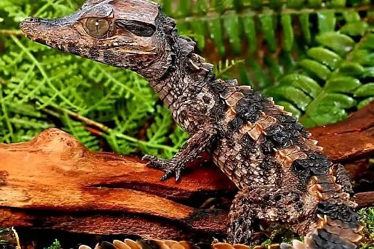 Młode Kajmany Schneidera (Paleosuchus trigonatus) urodzone w 2025 roku, Śląskie, Katowice
