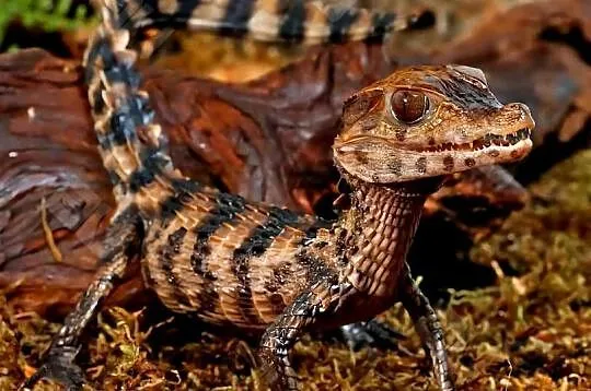 Młode Kajmany Schneidera (Paleosuchus trigonatus) urodzone w 2025 roku, Śląskie, Katowice
