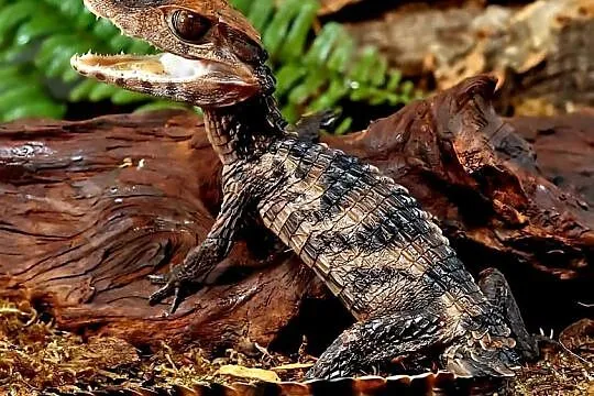 Młode Kajmany Schneidera (Paleosuchus trigonatus) urodzone w 2025 roku, Śląskie, Katowice