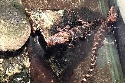 Młode Kajmany Schneidera (Paleosuchus trigonatus) urodzone w 2025 roku, Śląskie, Katowice