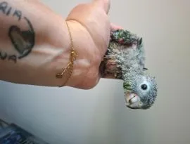 Papugi rudosterki czerwonobrzuche I pineapple ręcznie karmione