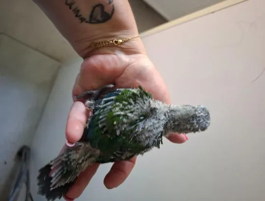 Papugi rudosterki czerwonobrzuche I pineapple ręcznie karmione, , Gostyń
