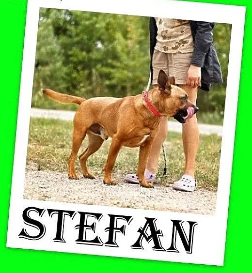 Amstaff mix,energiczny,aktywny przyjazny pies STEF