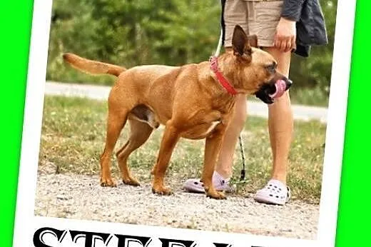 Amstaff mix,energiczny,aktywny przyjazny pies STEF