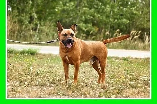 Amstaff mix,energiczny,aktywny przyjazny pies STEF