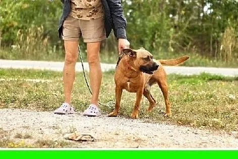 Amstaff mix,energiczny,aktywny przyjazny pies STEF