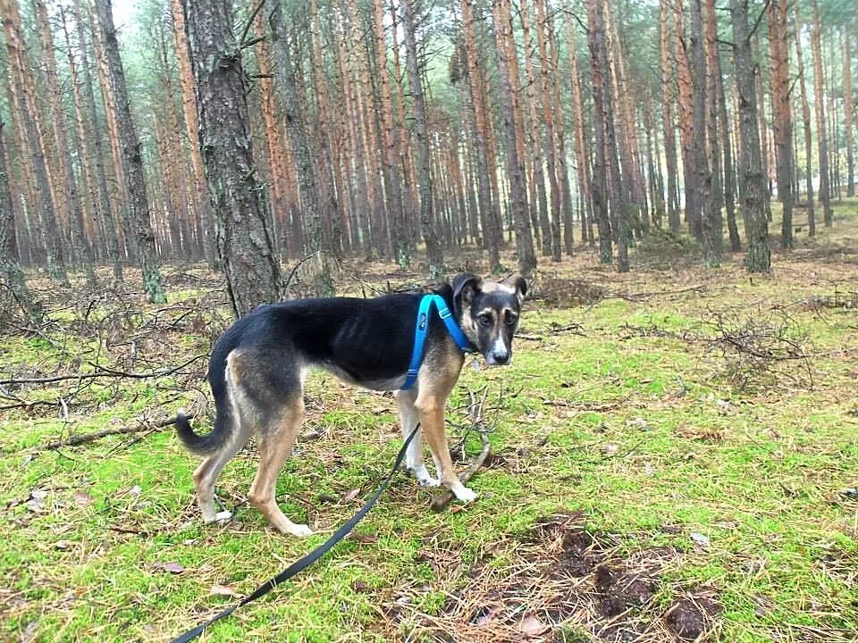 ZUZIA piękna, mądra sunia poznała czym jest strach