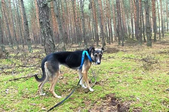 ZUZIA piękna, mądra sunia poznała czym jest strach