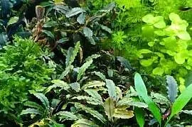 Bucephalandra - roślina akwariowa