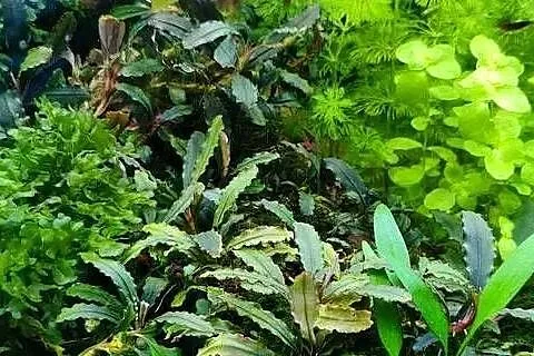 Bucephalandra - roślina akwariowa