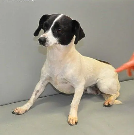 NELA - piękna, 5 kg mikro sunia do adopcji, mazow