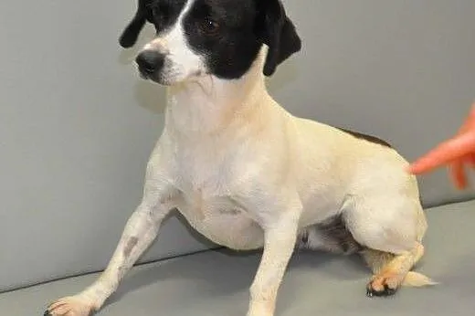 NELA - piękna, 5 kg mikro sunia do adopcji,  mazow