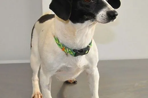 NELA - piękna, 5 kg mikro sunia do adopcji,  mazow