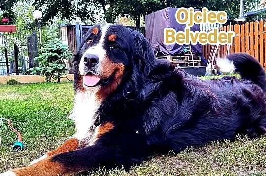 Szczeniaki Berneński Pies Pasterski, Wielkopolskie, Zagórów