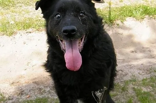 Kusy super spokojny piesek bardzo czeka na dobry domek !!!