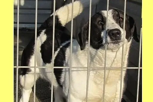 Kufel - pocieszny łaciaty psiak do adopcji