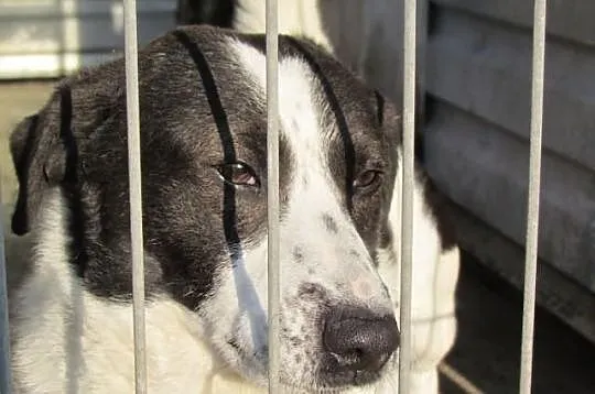 Kufel - pocieszny łaciaty psiak do adopcji