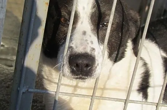 Kufel - pocieszny łaciaty psiak do adopcji