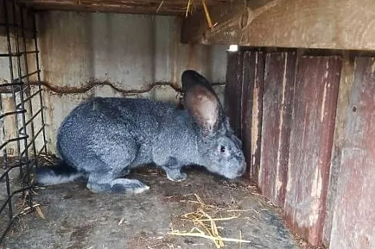 Króliki Samiec Wiedeński i inne, Łódzkie, Gorzkowice