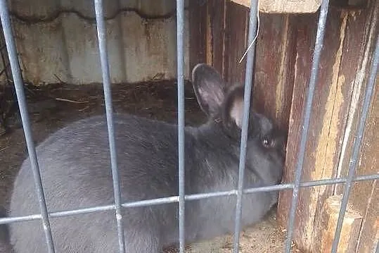 Króliki Samiec Wiedeński i inne, Łódzkie, Gorzkowice