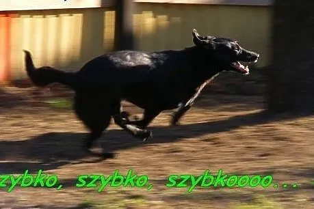 Inka - łagodna czarnula do pokochania,  mazowiecki