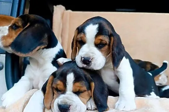 Beagle tricolor szczenięta