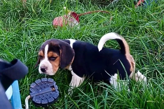 Beagle tricolor szczenięta, Mazowieckie, Sokołów Podlaski