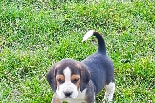 Beagle tricolor szczenięta, Mazowieckie, Sokołów Podlaski