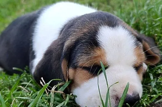 Beagle tricolor szczenięta, Mazowieckie, Sokołów Podlaski