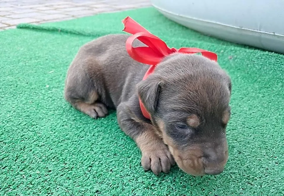 Doberman brązowa suczka, Świętokrzyskie, Ostrowiec Świętokrzyski