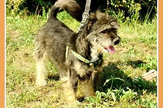 9kg,mały, kudłaty, wesoły ,przyjacielski psiak BELEK_Adopcja