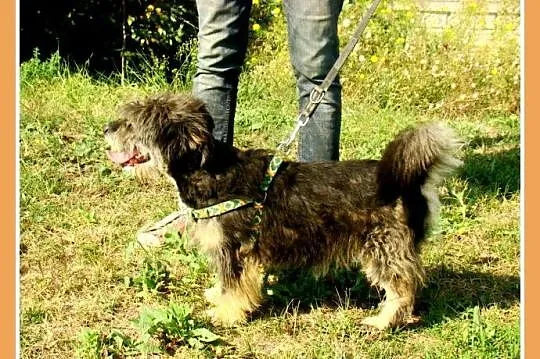 9kg,mały, kudłaty, wesoły ,przyjacielski psiak BEL