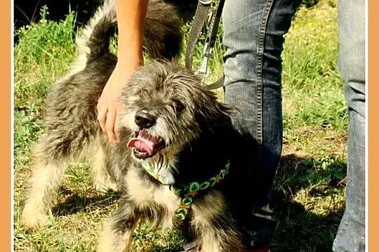 9kg,mały, kudłaty, wesoły ,przyjacielski psiak BEL