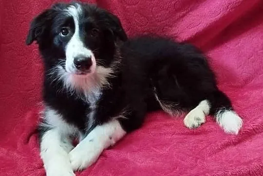 Border Collie szczeniak piesek cudowny :-)