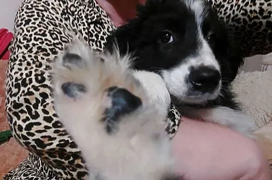 Border Collie szczeniak piesek cudowny :-), Dolnośląskie, Ziębice