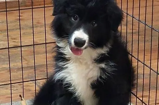 Border Collie szczeniak piesek cudowny :-), Dolnośląskie, Ziębice